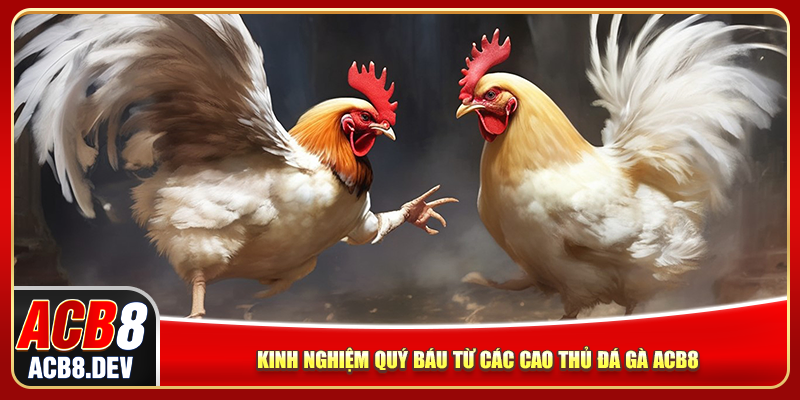 Kinh nghiệm quý báu từ các cao thủ đá gà ACB8 Kinh nghiệm quý báu từ các cao thủ đá gà ACB8
